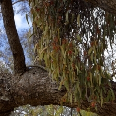 Amyema miquelii (Box Mistletoe) at Harcourt Hill - 27 Oct 2023 by Trevor