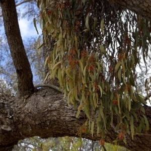 Amyema miquelii at Nicholls, ACT - 27 Oct 2023