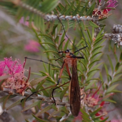 Harpobittacus australis at Mitre, VIC - 22 Oct 2023 by AnneG1