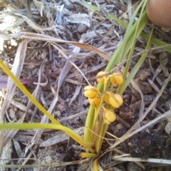 Lomandra filiformis subsp. coriacea (Wattle Matrush) at Birrigai - 27 Oct 2023 by jac