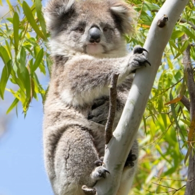 Phascolarctos cinereus (Koala) at Blackford, SA - 27 Oct 2023 by Feathers