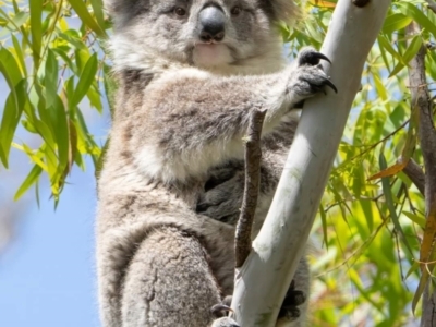 Phascolarctos cinereus (Koala) at Blackford, SA - 27 Oct 2023 by Feathers