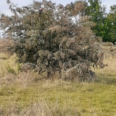 Callocephalon fimbriatum (Gang-gang Cockatoo) at Ainslie volcanic grassland - 17 Oct 2023 by annmhare