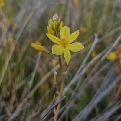 Bulbine bulbosa (Golden Lily, Bulbine Lily) at Bungendore, NSW - 27 Oct 2023 by Csteele4