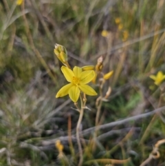 Bulbine bulbosa at Bungendore, NSW - 27 Oct 2023