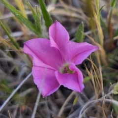 Convolvulus angustissimus subsp. angustissimus (Australian Bindweed) at Bungendore, NSW - 27 Oct 2023 by Csteele4