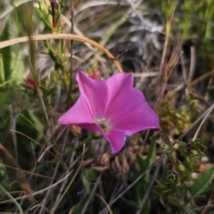 Convolvulus angustissimus subsp. angustissimus at Bungendore, NSW - 27 Oct 2023