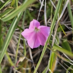 Convolvulus angustissimus subsp. angustissimus at Bungendore, NSW - 27 Oct 2023 04:23 PM