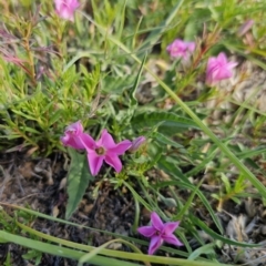 Convolvulus angustissimus subsp. angustissimus at Bungendore, NSW - 27 Oct 2023 04:23 PM