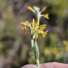 Pimelea curviflora var. sericea (Curved Riceflower) at QPRC LGA - 27 Oct 2023 by Csteele4