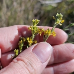 Pimelea curviflora var. sericea at Bungendore, NSW - 27 Oct 2023 04:42 PM