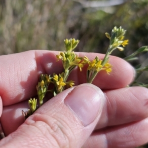 Pimelea curviflora var. sericea at Bungendore, NSW - 27 Oct 2023