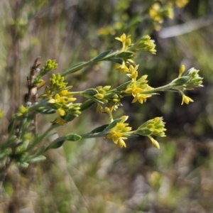 Pimelea curviflora var. sericea at Bungendore, NSW - 27 Oct 2023 04:42 PM