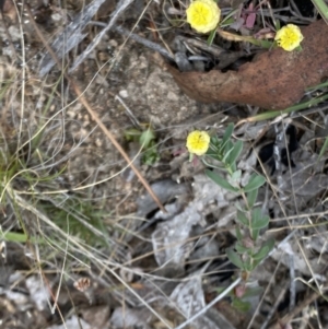 Trifolium campestre at Booth, ACT - 27 Oct 2023