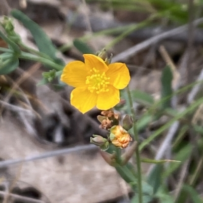 Hypericum gramineum (Small St Johns Wort) at Booth, ACT - 27 Oct 2023 by Jubeyjubes