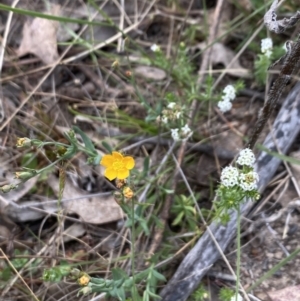 Hypericum gramineum at Booth, ACT - 27 Oct 2023 04:49 PM