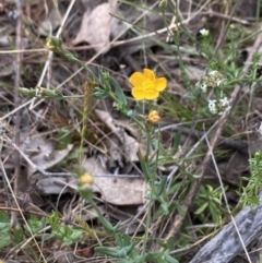 Hypericum gramineum at Booth, ACT - 27 Oct 2023 04:49 PM