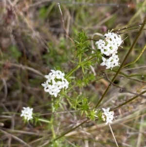 Asperula conferta at Booth, ACT - 27 Oct 2023