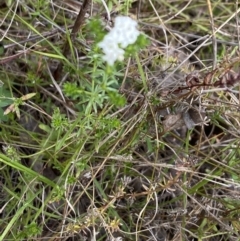 Asperula conferta at Booth, ACT - 27 Oct 2023