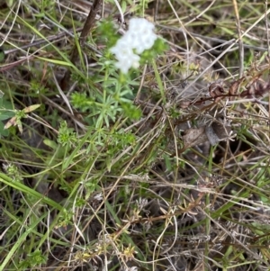 Asperula conferta at Booth, ACT - 27 Oct 2023 04:48 PM