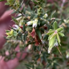 Styphelia fletcheri subsp. brevisepala (Twin Flower Beard-Heath) at Booth, ACT - 27 Oct 2023 by Jubeyjubes