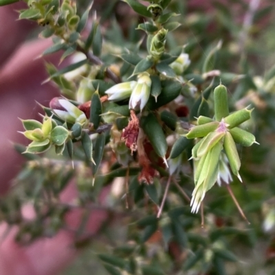 Styphelia fletcheri subsp. brevisepala (Twin Flower Beard-Heath) at Booth, ACT - 27 Oct 2023 by Jubeyjubes