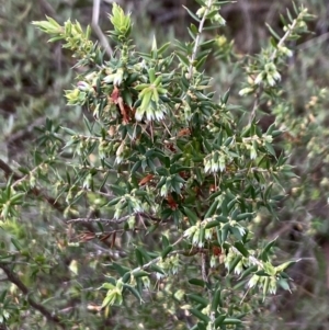 Styphelia fletcheri subsp. brevisepala at Booth, ACT - 27 Oct 2023