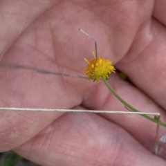 Calotis lappulacea (Yellow Burr Daisy) at Booth, ACT - 27 Oct 2023 by Jubeyjubes