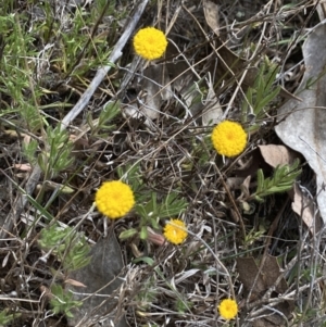 Leptorhynchos squamatus subsp. squamatus at Booth, ACT - 27 Oct 2023