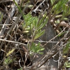 Leptorhynchos squamatus subsp. squamatus at Booth, ACT - 27 Oct 2023 04:21 PM