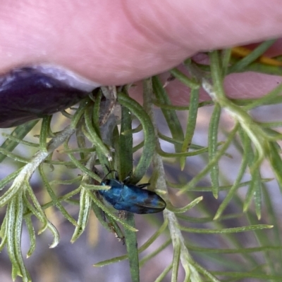 Diphucrania aurocyanea (A jewel beetle) at Booth, ACT - 27 Oct 2023 by Jubeyjubes