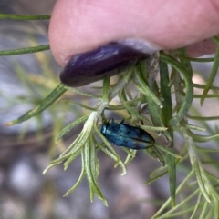 Diphucrania aurocyanea at Tharwa, ACT - 27 Oct 2023