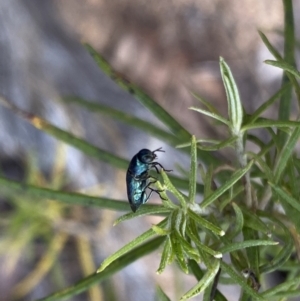 Diphucrania aurocyanea at Tharwa, ACT - 27 Oct 2023