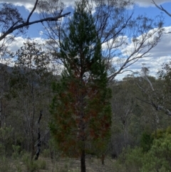 Callitris endlicheri (Black Cypress Pine) at Booth, ACT - 27 Oct 2023 by Jubeyjubes