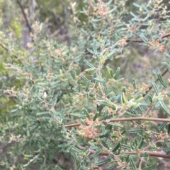 Pomaderris angustifolia at Booth, ACT - 27 Oct 2023
