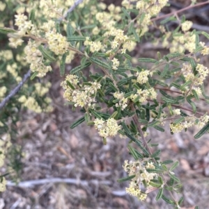 Pomaderris angustifolia at Booth, ACT - 27 Oct 2023