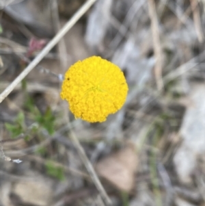 Leptorhynchos squamatus subsp. squamatus at Booth, ACT - 27 Oct 2023