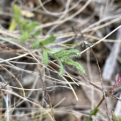 Leptorhynchos squamatus subsp. squamatus at Booth, ACT - 27 Oct 2023