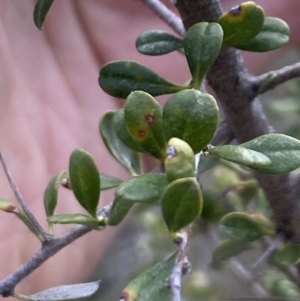 Bursaria spinosa at Booth, ACT - 27 Oct 2023