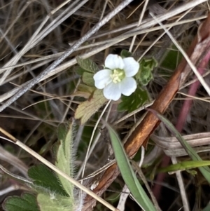 Geranium sp. at Booth, ACT - 27 Oct 2023