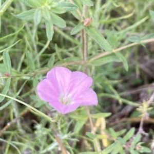 Convolvulus angustissimus subsp. angustissimus at Booth, ACT - 27 Oct 2023