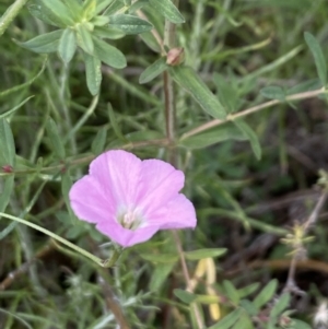 Convolvulus angustissimus subsp. angustissimus at Booth, ACT - 27 Oct 2023