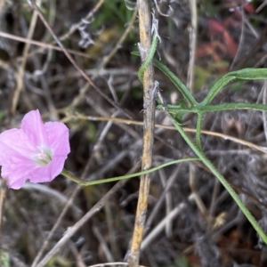 Convolvulus angustissimus subsp. angustissimus at Booth, ACT - 27 Oct 2023