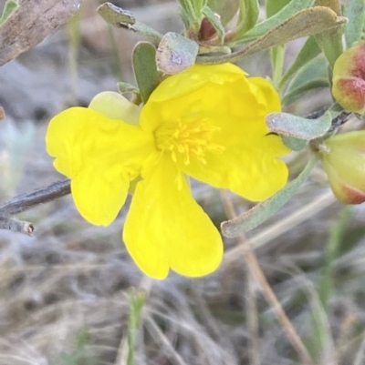 Hibbertia obtusifolia (Grey Guinea-flower) at Booth, ACT - 27 Oct 2023 by Jubeyjubes