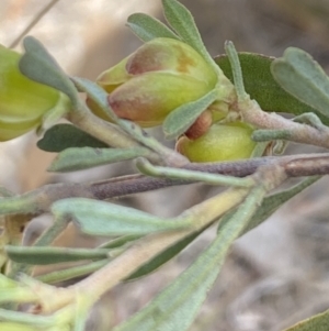 Hibbertia obtusifolia at Booth, ACT - 27 Oct 2023