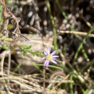 Vittadinia cuneata var. cuneata at Booth, ACT - 27 Oct 2023