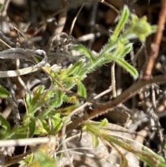 Vittadinia cuneata var. cuneata at Booth, ACT - 27 Oct 2023