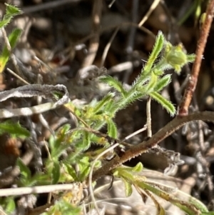 Vittadinia cuneata var. cuneata at Booth, ACT - 27 Oct 2023