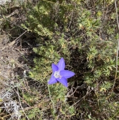 Wahlenbergia stricta subsp. stricta (Tall Bluebell) at Booth, ACT - 27 Oct 2023 by Jubeyjubes