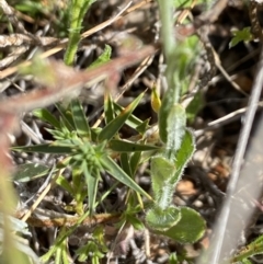 Wahlenbergia stricta subsp. stricta at Booth, ACT - 27 Oct 2023